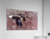 Bald Eagle flying Acrylic Print