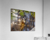 Marmot Acrylic Print