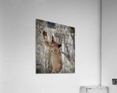 Still empty... Acrylic Print