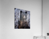Mama Bear Acrylic Print