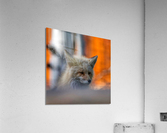 sleepy fox Acrylic Print