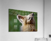 Always posing Acrylic Print