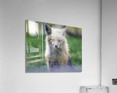 Handsome fox Acrylic Print