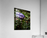 Crocus  Acrylic Print