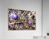Wildflowers  Acrylic Print