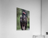 Turkey Vulture Acrylic Print