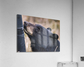 Black bear Acrylic Print