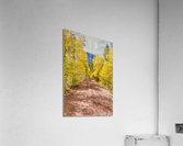 Golden trail Acrylic Print