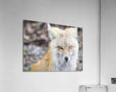 Vixen up close Acrylic Print