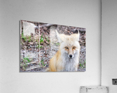 Vixen  Acrylic Print