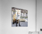 Vixen full body Acrylic Print