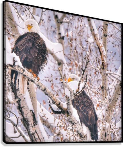 Love Birds Canvas Print