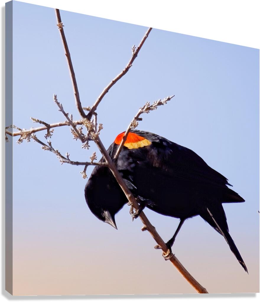 Red-winged blackbird Canvas Print