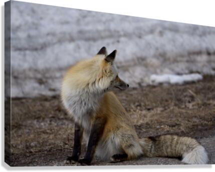 red fox full body Canvas Print