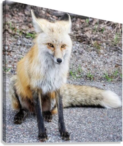 Vixen full body Canvas Print