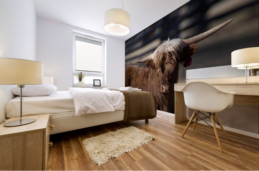 Highlander cow Mural print
