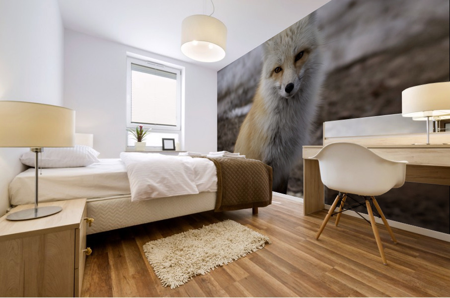 Red fox Mural print