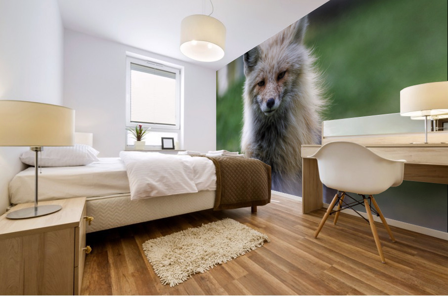 Handsome fox Mural print