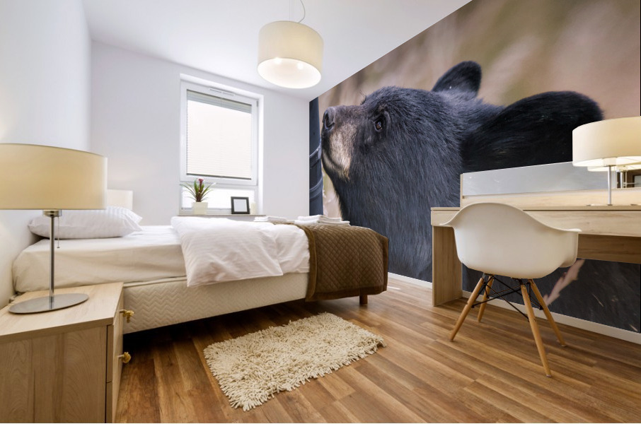 Black bear Mural print