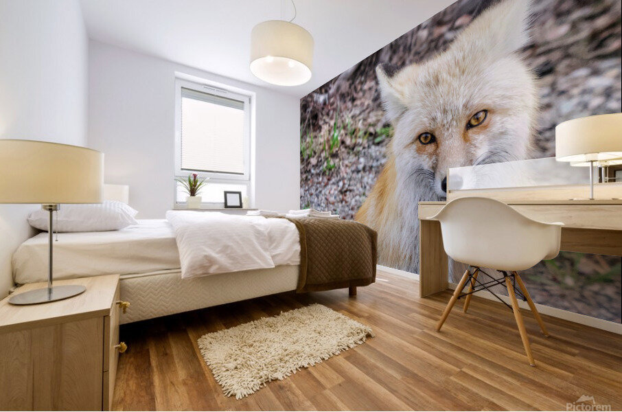 Vixen  Mural print