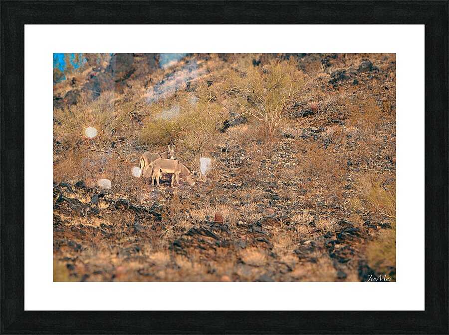 DSC 5281 Picture Frame print