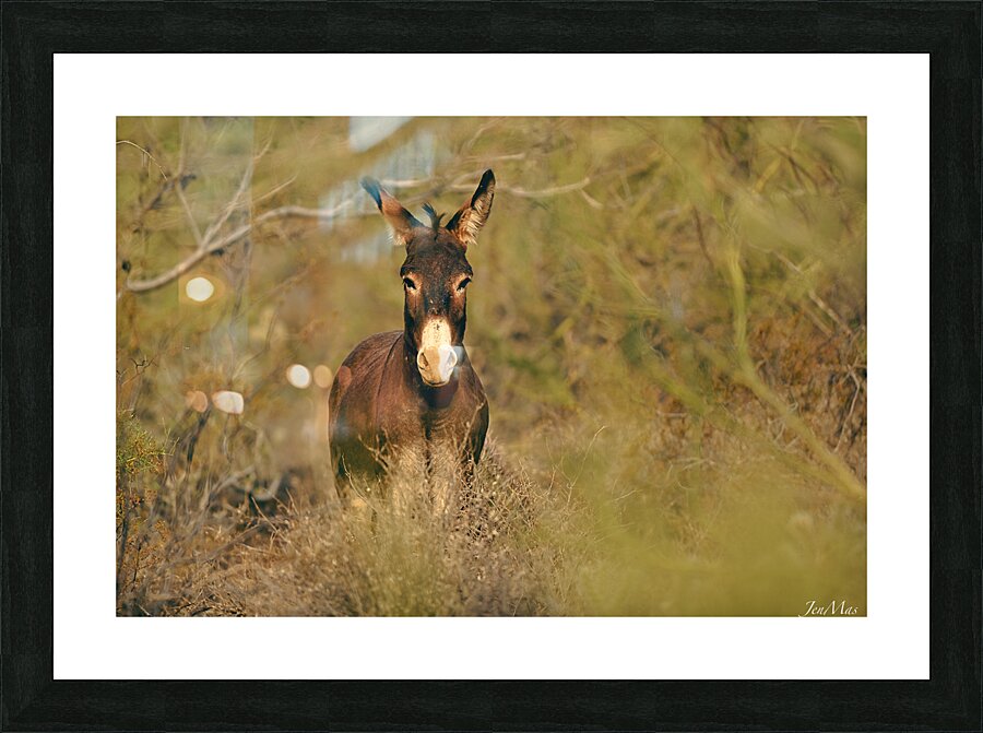 DSC 5062 Picture Frame print