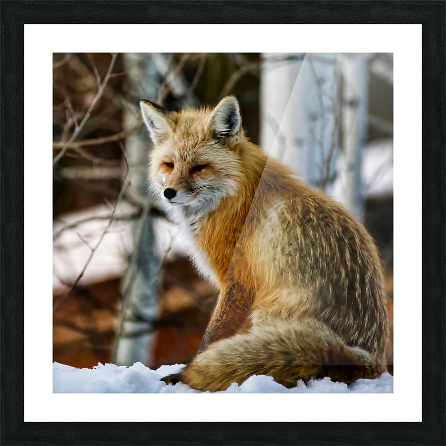Foxy lady Picture Frame print