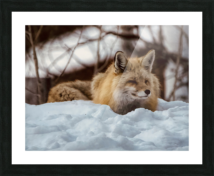 Settling in for the evening Picture Frame print