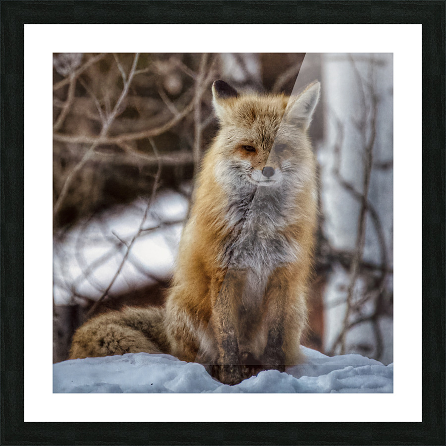 Sitting pretty Picture Frame print