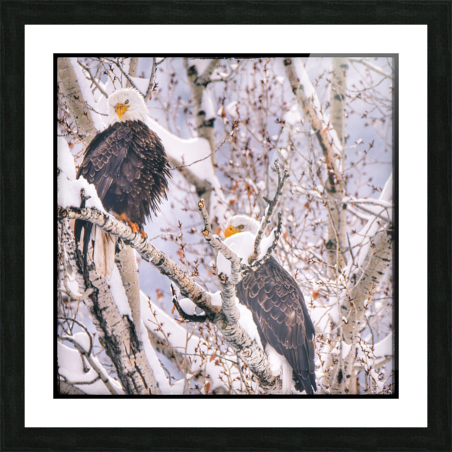 Love Birds Picture Frame print