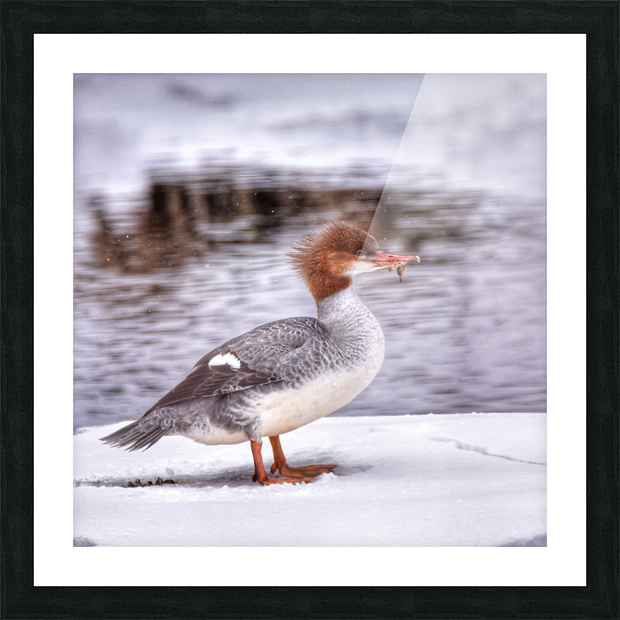 Common Merganser Picture Frame print