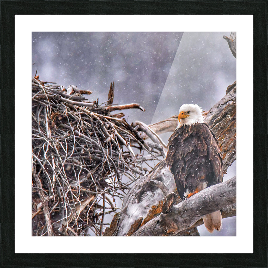 Guarding the nest Picture Frame print