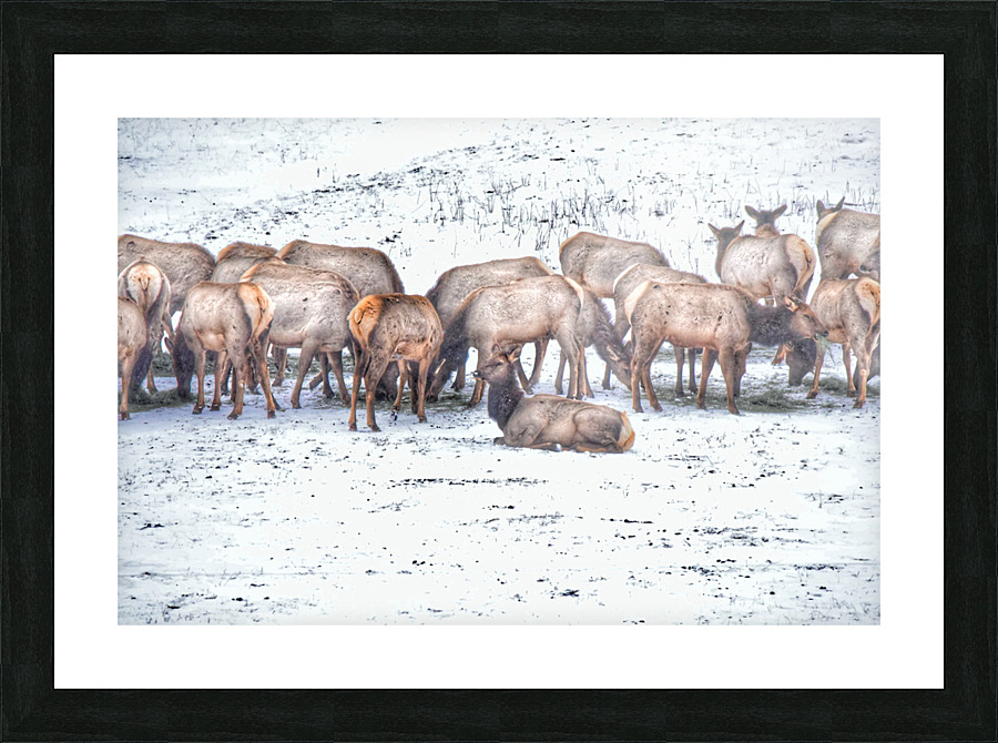 Taking a break Picture Frame print