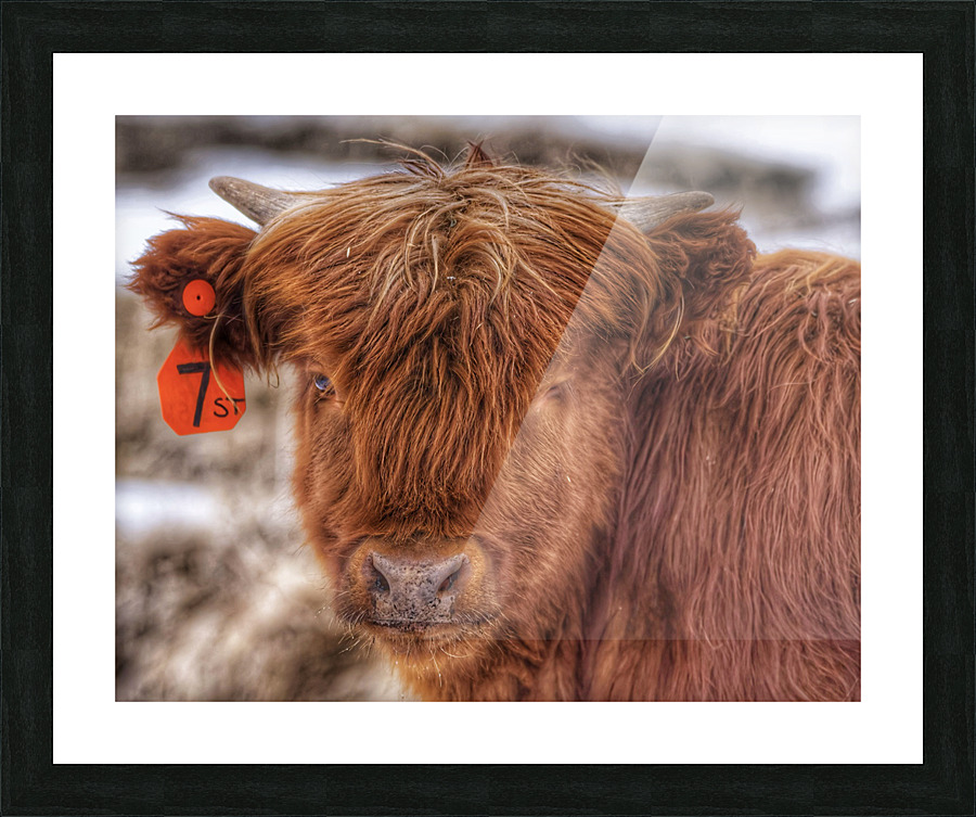 Cow Picture Frame print