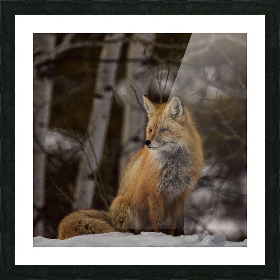 Foxy lady Picture Frame print