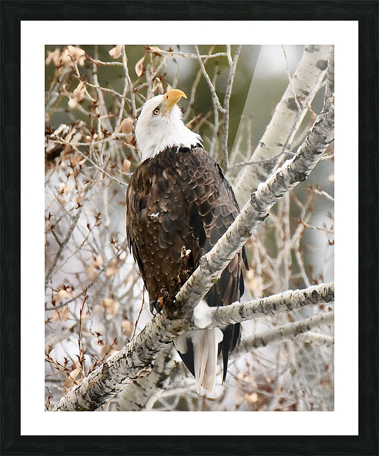 Whats up there Picture Frame print