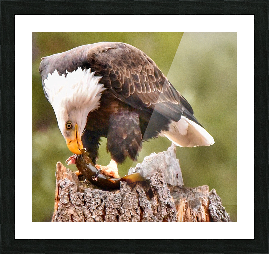 Lunch time Picture Frame print