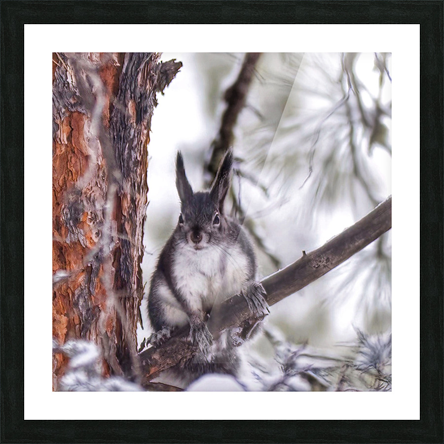 Aberts squirrel Picture Frame print