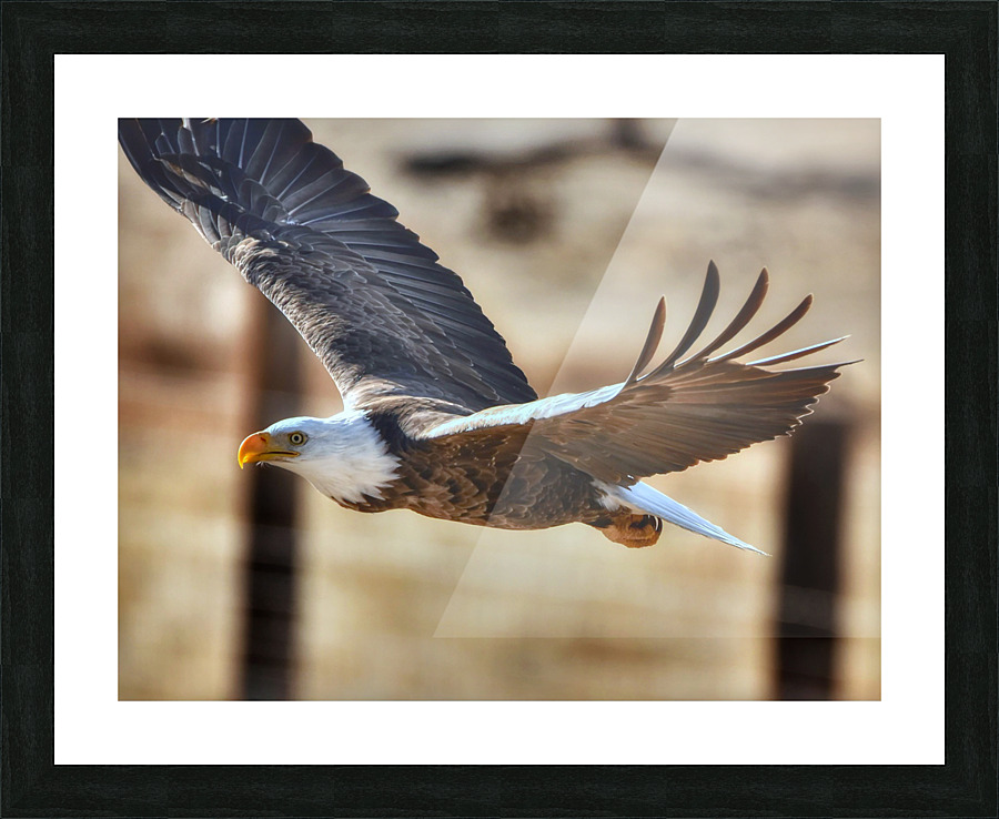 Flying eagle Picture Frame print