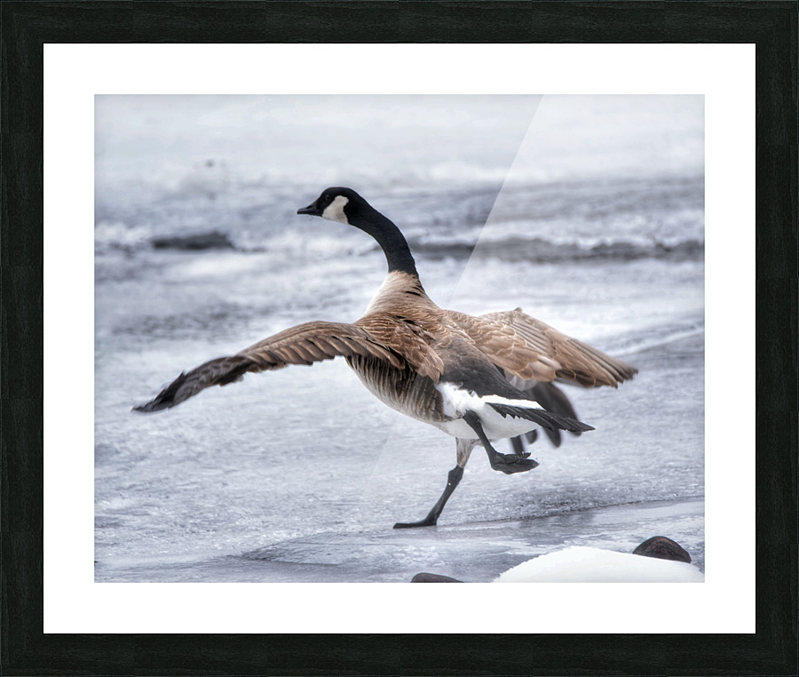 On the run Picture Frame print