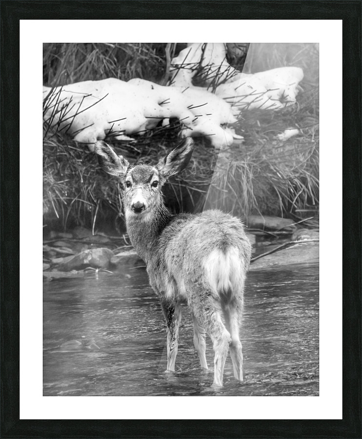 Deer Picture Frame print