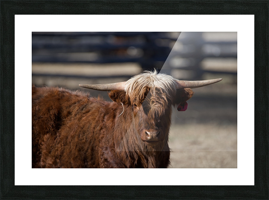 Highlander cow Picture Frame print