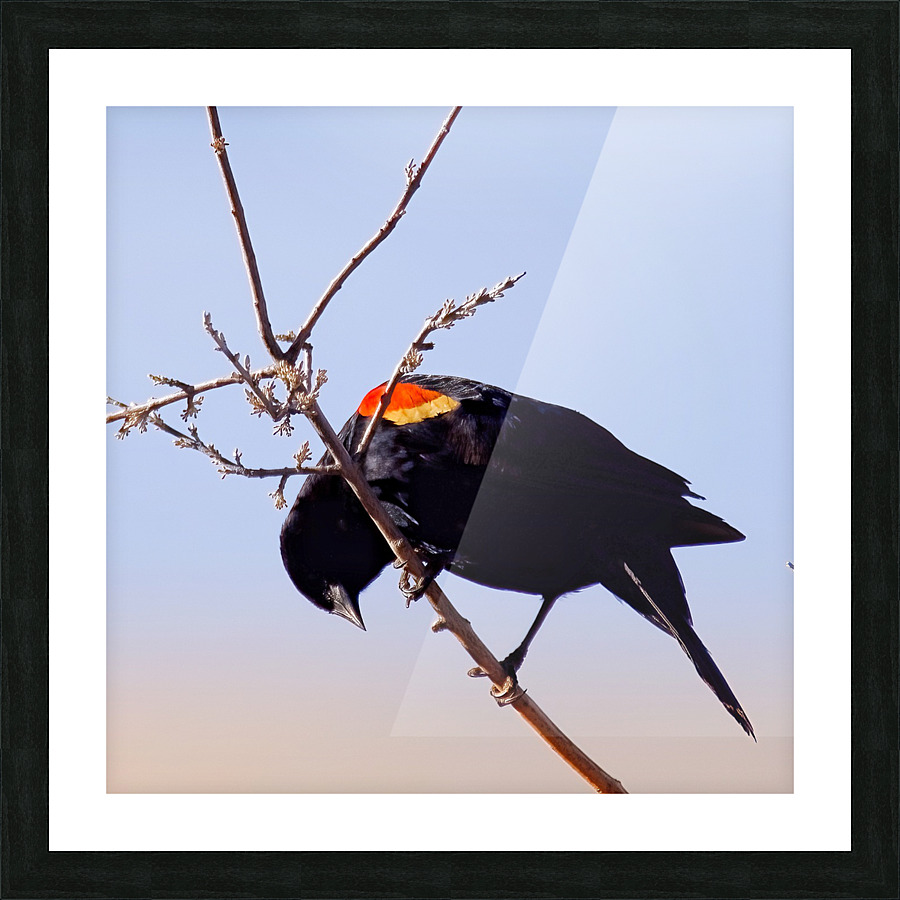 Red-winged blackbird Picture Frame print