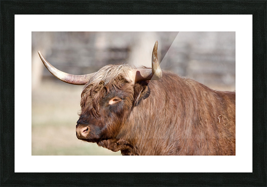 Handsome bull Picture Frame print