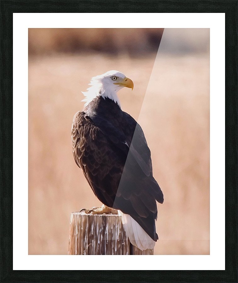 Bald eagle  Picture Frame print