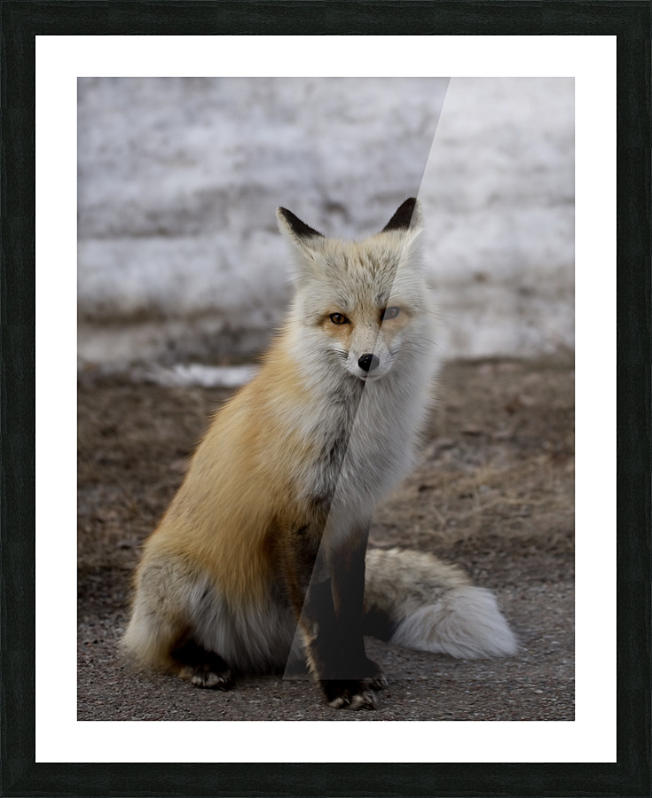 Red fox Picture Frame print