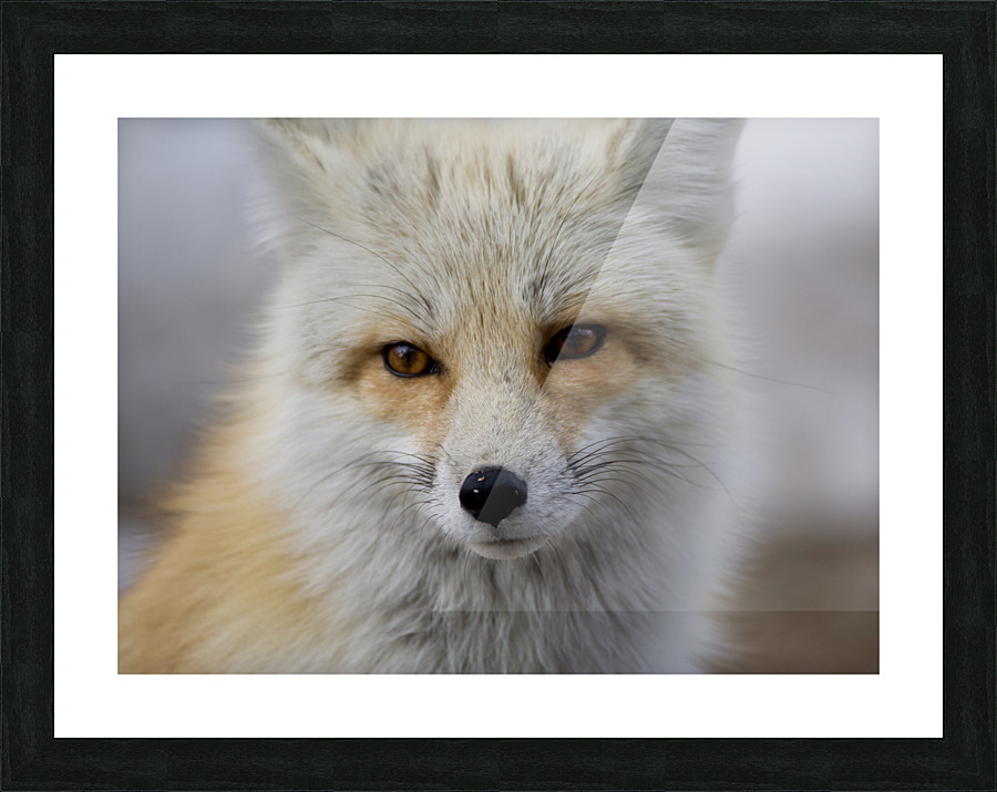 Red fox Picture Frame print