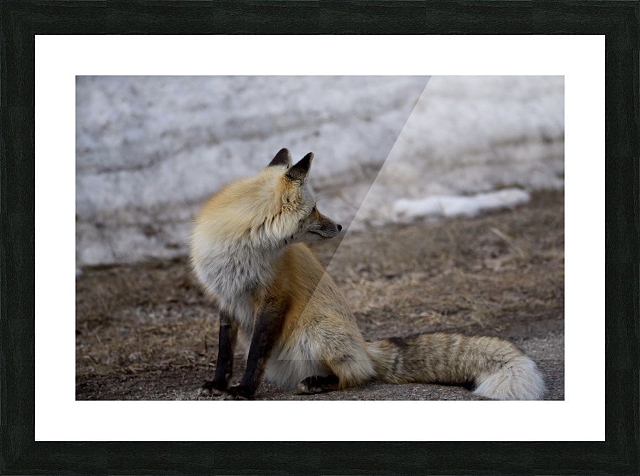 red fox full body Picture Frame print