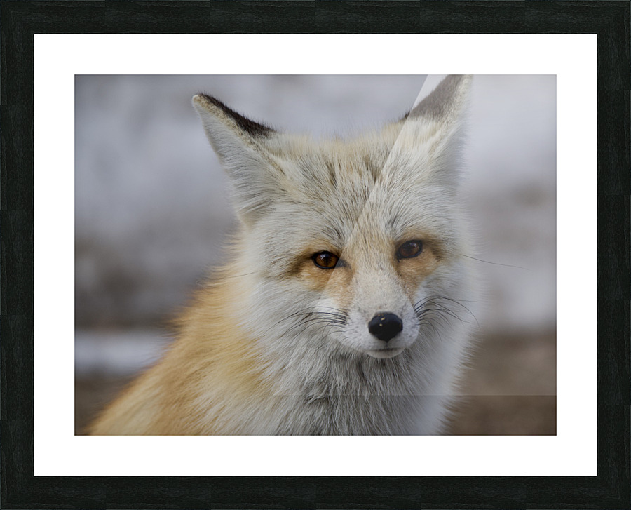 Red fox Picture Frame print