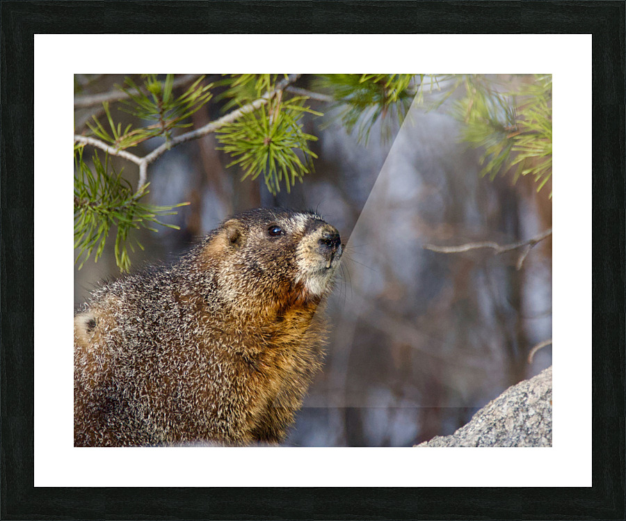 Marmot Picture Frame print